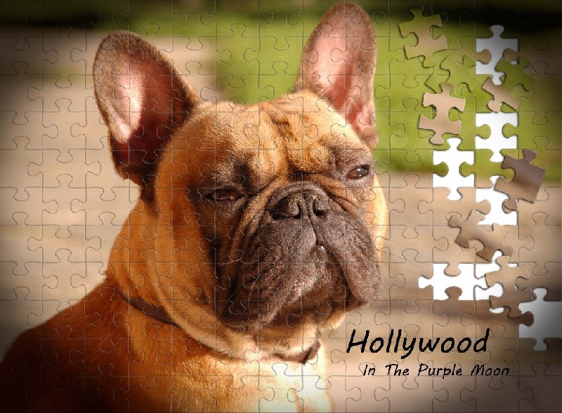 Hollywood in the Purple Moon